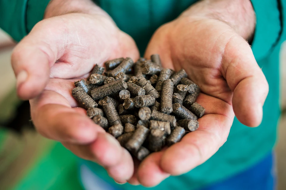 Personne tenant dans ses mains en coupe des granulés de biomasse cylindriques bruns-gris, portant un vêtement vert